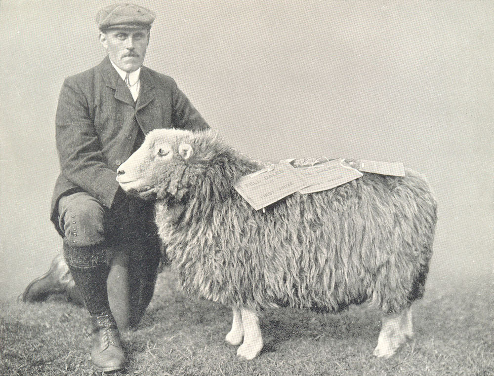 SHEEP. Herdwick Ewe winner of three 1st prizes, Fell Dales show, 1909 1912